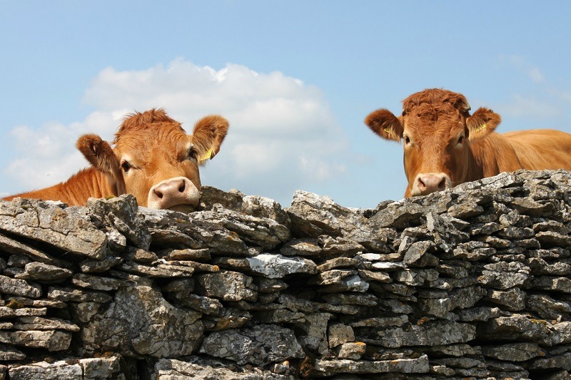 cows - PBD Biotech