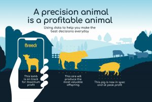 Breedr precision animal graphic