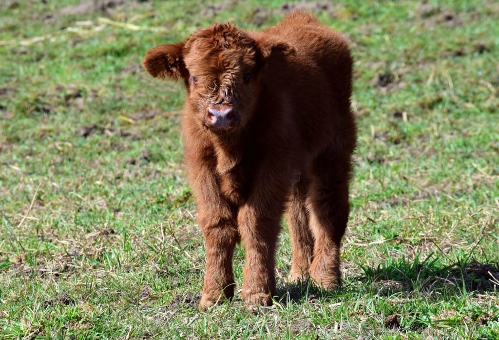 Galloway calf